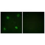 Immunofluorescence - Anti-hnRPD (phospho Ser83) Antibody (A1043) - Antibodies.com