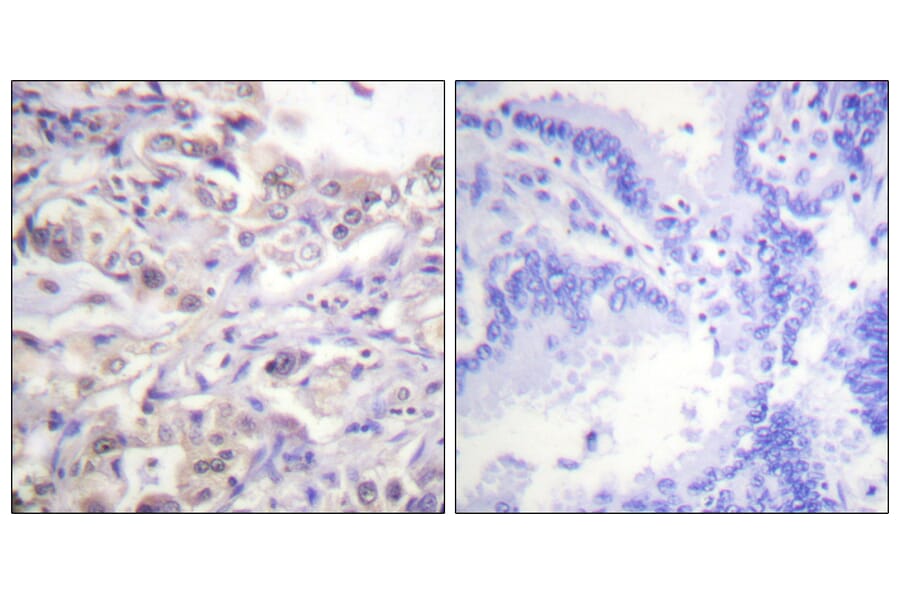 Immunohistochemistry - Anti-hnRPD (phospho Ser83) Antibody (A1043) - Antibodies.com