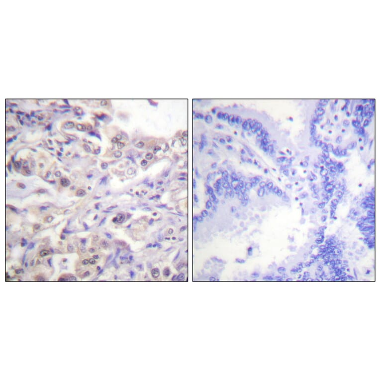 Immunohistochemistry - Anti-hnRPD (phospho Ser83) Antibody (A1043) - Antibodies.com