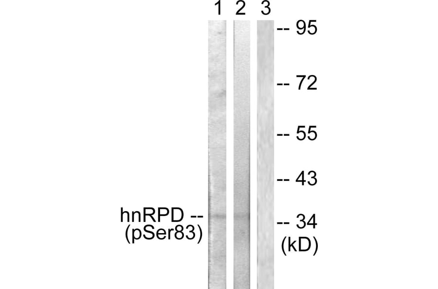 Western Blot - Anti-hnRPD (phospho Ser83) Antibody (A1043) - Antibodies.com