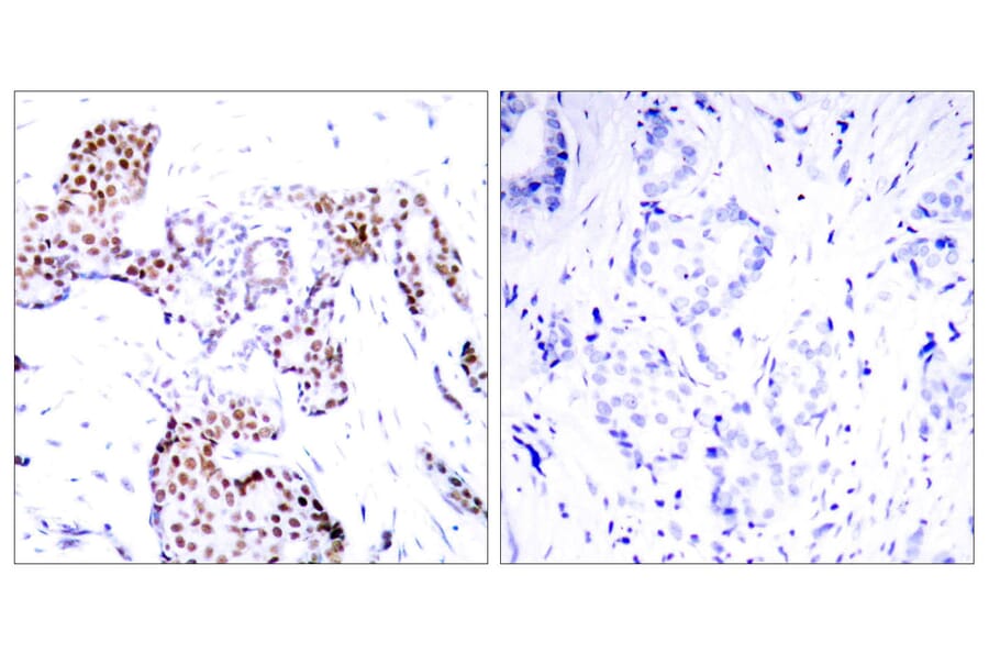 Immunohistochemistry - Anti-Elk1 (phospho Ser389) Antibody (A7069) - Antibodies.com