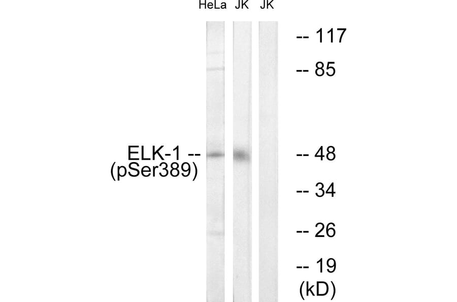 Western Blot - Anti-Elk1 (phospho Ser389) Antibody (A7069) - Antibodies.com