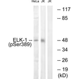 Western Blot - Anti-Elk1 (phospho Ser389) Antibody (A7069) - Antibodies.com