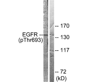 Western Blot - Anti-EGFR (phospho Thr693) Antibody (A0009) - Antibodies.com