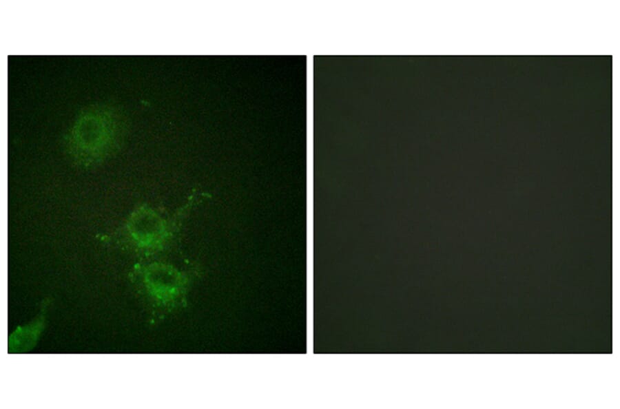 Immunofluorescence - Anti-EGFR (phospho Thr693) Antibody (A0009) - Antibodies.com