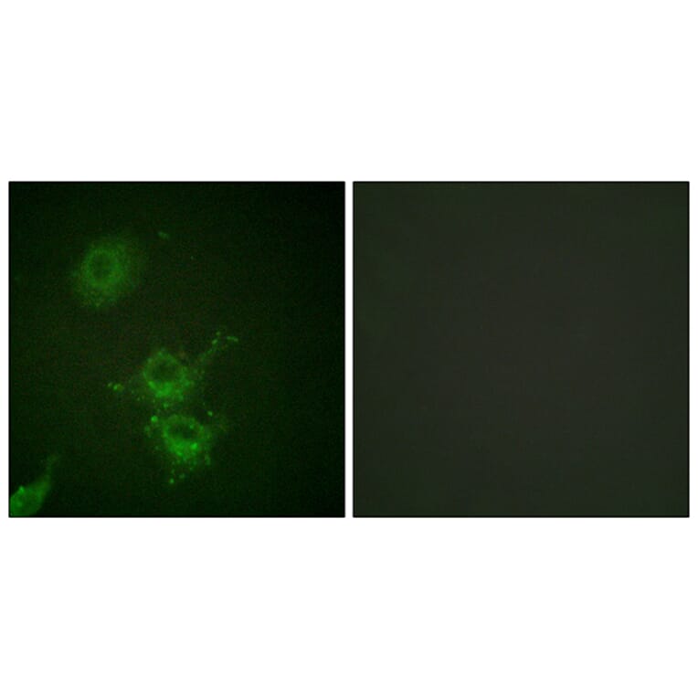 Immunofluorescence - Anti-EGFR (phospho Thr693) Antibody (A0009) - Antibodies.com