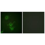 Immunofluorescence - Anti-EGFR (phospho Thr693) Antibody (A0009) - Antibodies.com