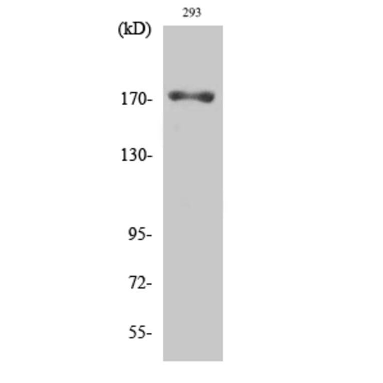 Western Blot - Anti-EGFR (phospho Thr693) Antibody (A0009) - Antibodies.com