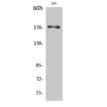 Western Blot - Anti-EGFR (phospho Thr693) Antibody (A0009) - Antibodies.com