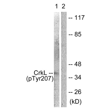Western Blot - Anti-CrkL (phospho Tyr207) Antibody (A0067) - Antibodies.com