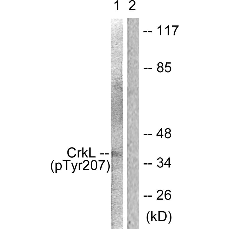 Western Blot - Anti-CrkL (phospho Tyr207) Antibody (A0067) - Antibodies.com