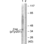 Western Blot - Anti-CrkL (phospho Tyr207) Antibody (A0067) - Antibodies.com