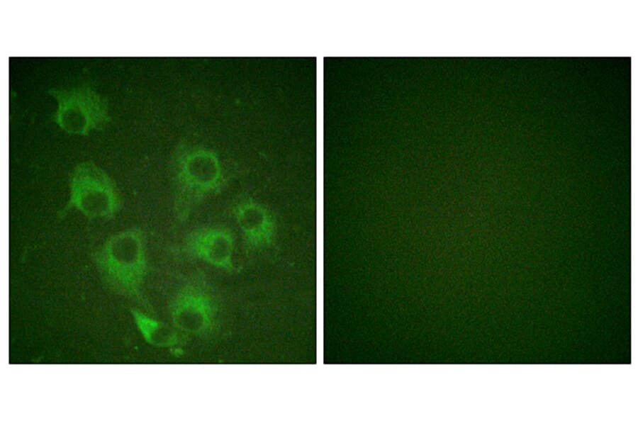 Immunofluorescence - Anti-CrkL (phospho Tyr207) Antibody (A0067) - Antibodies.com
