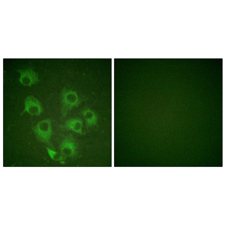 Immunofluorescence - Anti-CrkL (phospho Tyr207) Antibody (A0067) - Antibodies.com