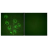 Immunofluorescence - Anti-CrkL (phospho Tyr207) Antibody (A0067) - Antibodies.com