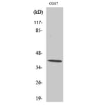 Western Blot - Anti-CrkL (phospho Tyr207) Antibody (A0067) - Antibodies.com