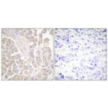 Immunohistochemistry - Anti-CrkL (phospho Tyr207) Antibody (A0067) - Antibodies.com