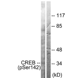 Western Blot - Anti-CREB (phospho Ser142) Antibody (A0006) - Antibodies.com