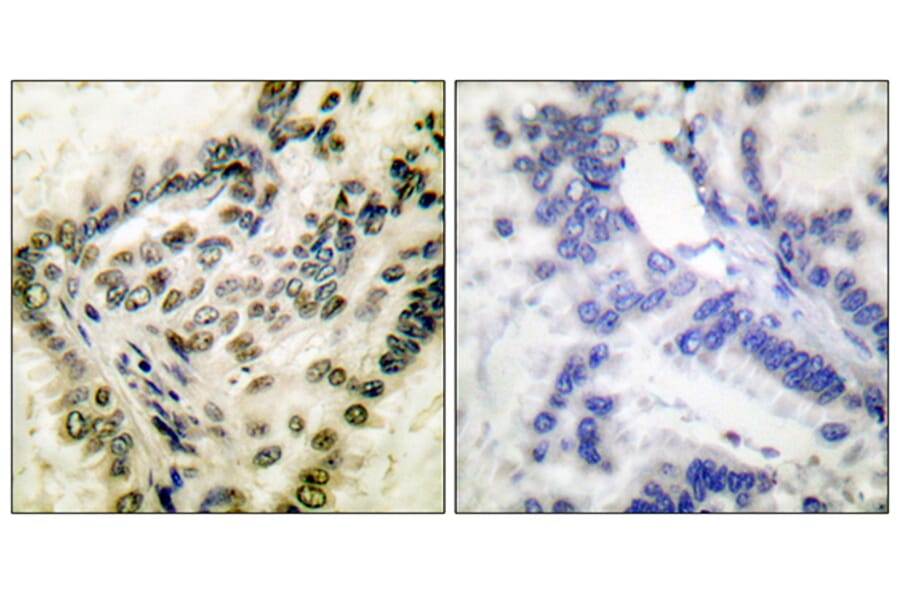 Immunohistochemistry - Anti-CREB (phospho Ser142) Antibody (A0006) - Antibodies.com