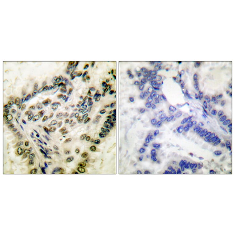 Immunohistochemistry - Anti-CREB (phospho Ser142) Antibody (A0006) - Antibodies.com
