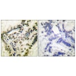 Immunohistochemistry - Anti-CREB (phospho Ser142) Antibody (A0006) - Antibodies.com