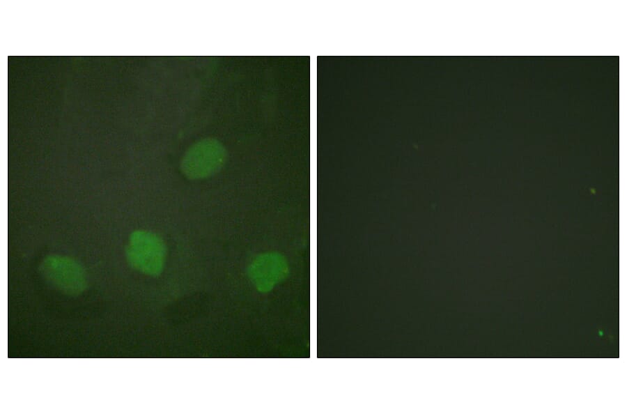 Immunofluorescence - Anti-CREB (phospho Ser142) Antibody (A0006) - Antibodies.com