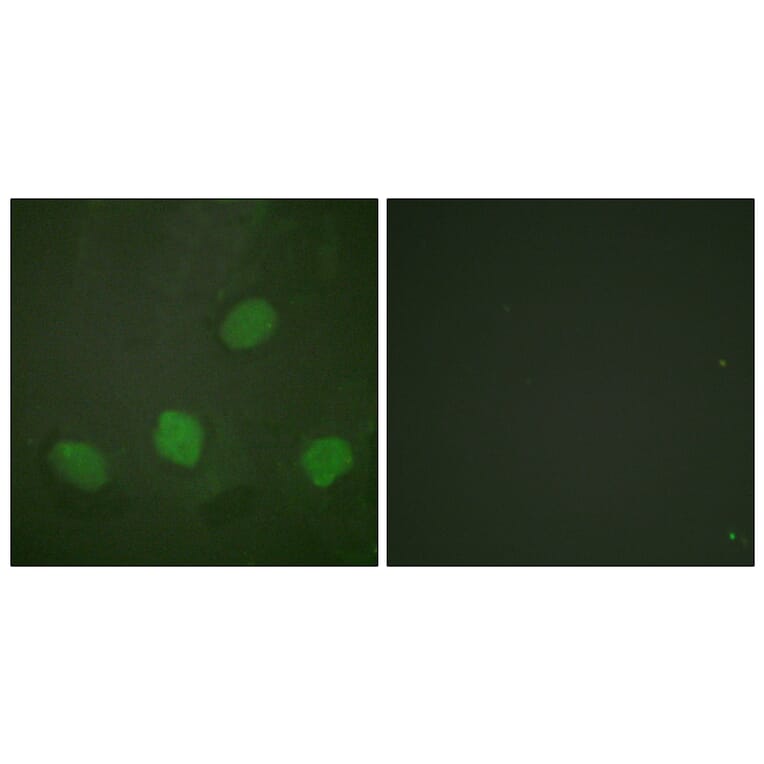 Immunofluorescence - Anti-CREB (phospho Ser142) Antibody (A0006) - Antibodies.com