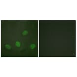 Immunofluorescence - Anti-CREB (phospho Ser142) Antibody (A0006) - Antibodies.com