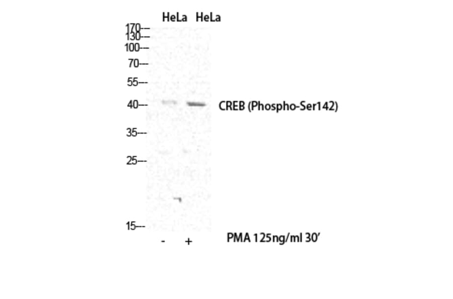 Western Blot - Anti-CREB (phospho Ser142) Antibody (A0006) - Antibodies.com
