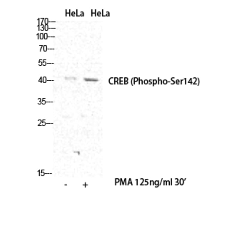 Western Blot - Anti-CREB (phospho Ser142) Antibody (A0006) - Antibodies.com