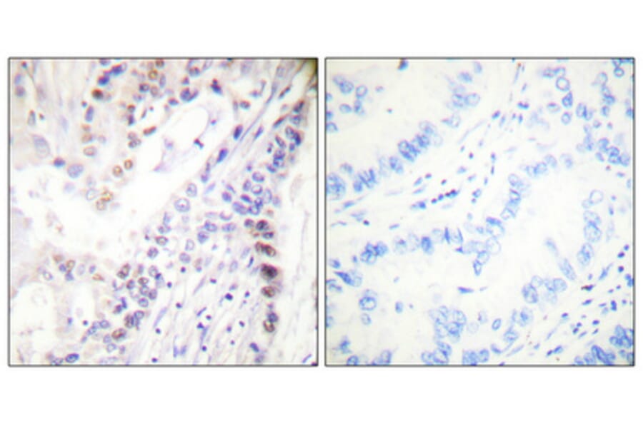 Immunohistochemistry - Anti-CREB (phospho Ser142) Antibody (A0006) - Antibodies.com