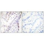 Immunohistochemistry - Anti-CREB (phospho Ser142) Antibody (A0006) - Antibodies.com
