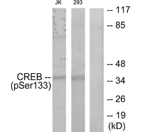 Western Blot - Anti-CREB (phospho Ser133) Antibody (A7053) - Antibodies.com