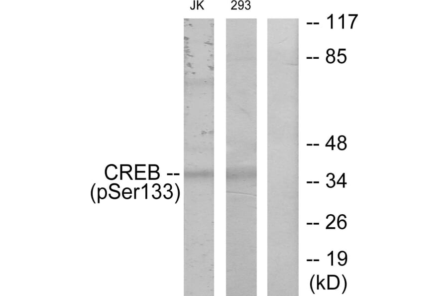 Western Blot - Anti-CREB (phospho Ser133) Antibody (A7053) - Antibodies.com