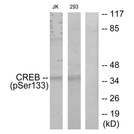 Western Blot - Anti-CREB (phospho Ser133) Antibody (A7053) - Antibodies.com