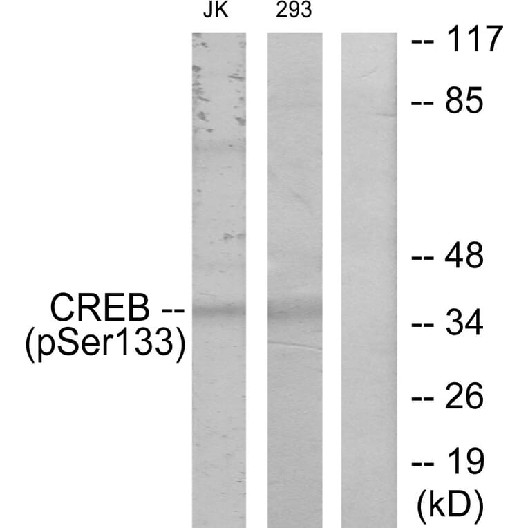 Western Blot - Anti-CREB (phospho Ser133) Antibody (A7053) - Antibodies.com