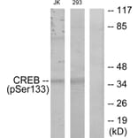 Western Blot - Anti-CREB (phospho Ser133) Antibody (A7053) - Antibodies.com