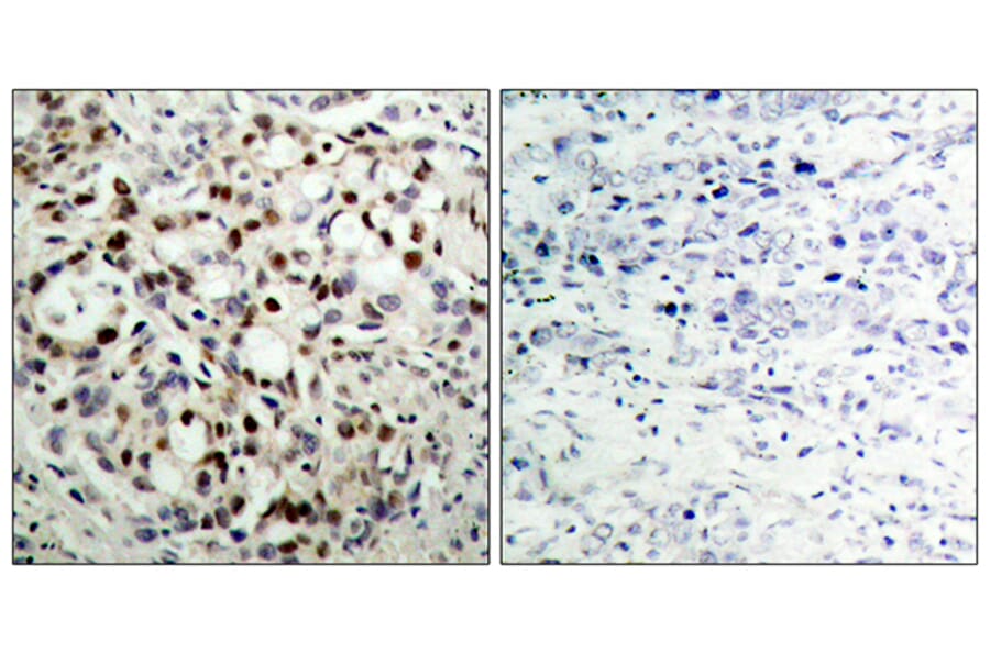 Immunohistochemistry - Anti-CREB (phospho Ser133) Antibody (A7053) - Antibodies.com
