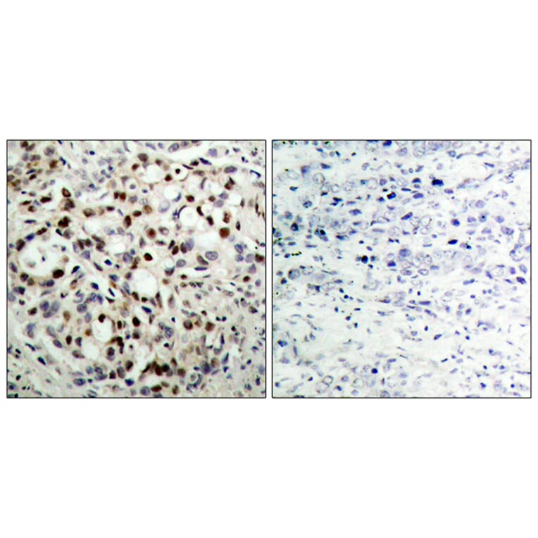 Immunohistochemistry - Anti-CREB (phospho Ser133) Antibody (A7053) - Antibodies.com