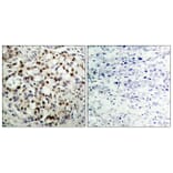 Immunohistochemistry - Anti-CREB (phospho Ser133) Antibody (A7053) - Antibodies.com