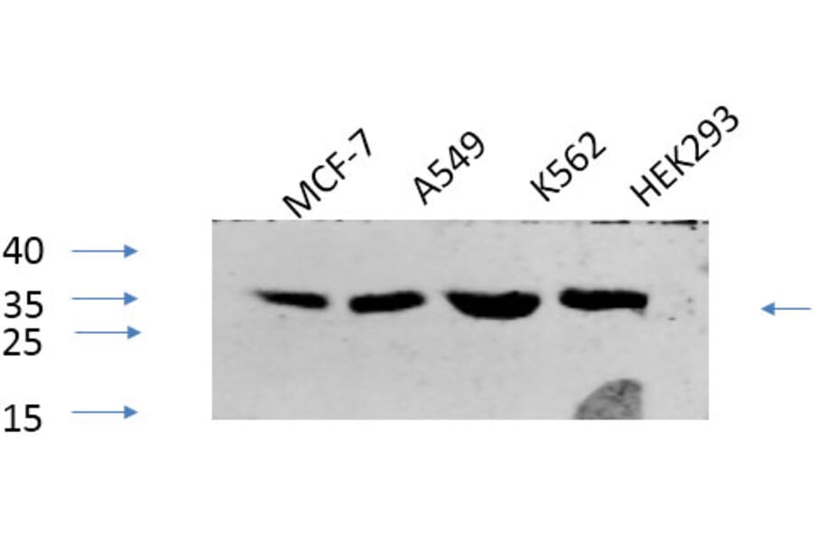 Western Blot - Anti-CREB (phospho Ser133) Antibody (A7053) - Antibodies.com
