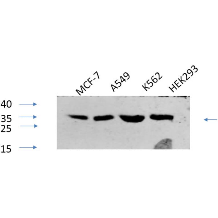 Western Blot - Anti-CREB (phospho Ser133) Antibody (A7053) - Antibodies.com