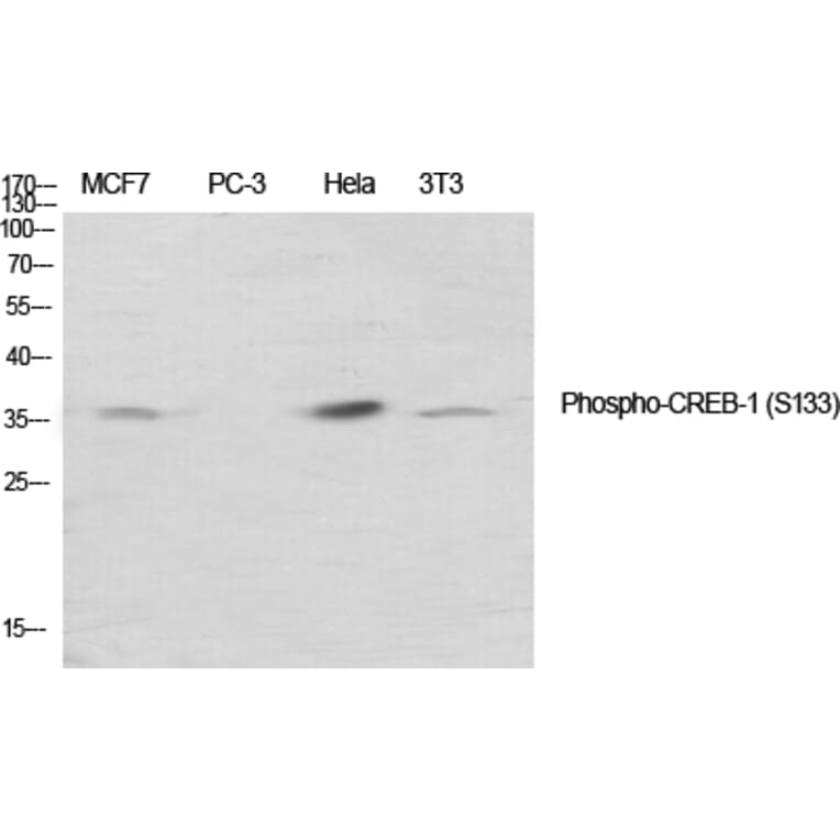 Immunohistochemistry - Anti-CREB (phospho Ser133) Antibody (A7053) - Antibodies.com