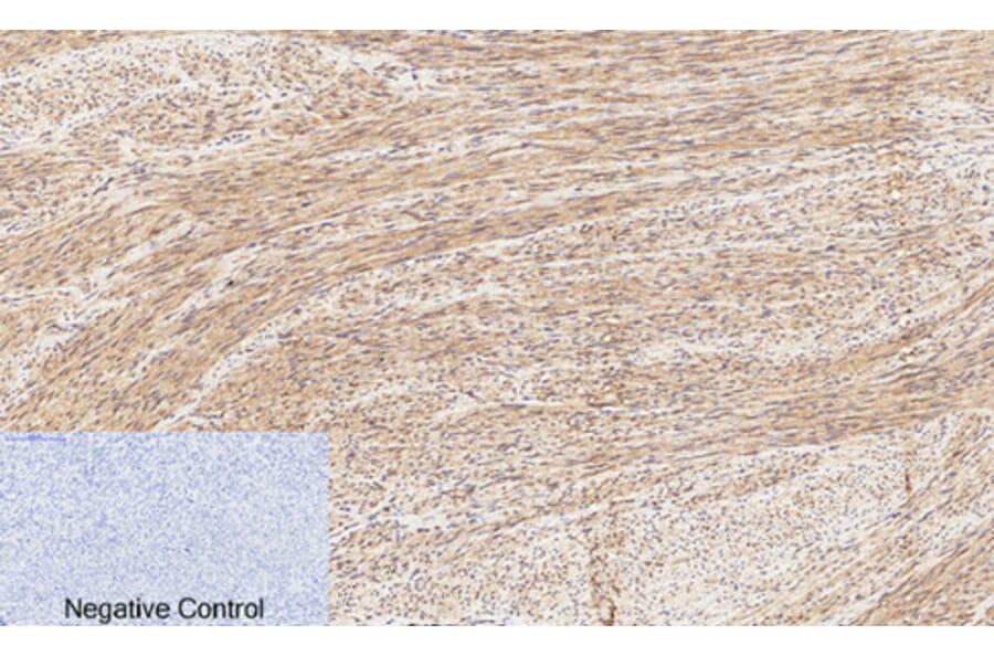 Immunohistochemistry - Anti-CREB (phospho Ser133) Antibody (A7053) - Antibodies.com