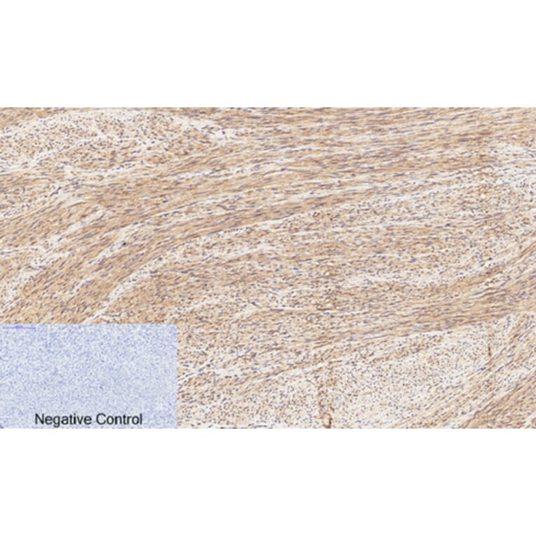 Immunohistochemistry - Anti-CREB (phospho Ser133) Antibody (A7053) - Antibodies.com