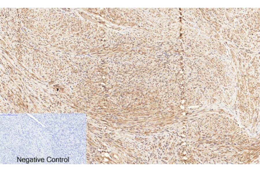 Immunofluorescence - Anti-CREB (phospho Ser133) Antibody (A7053) - Antibodies.com