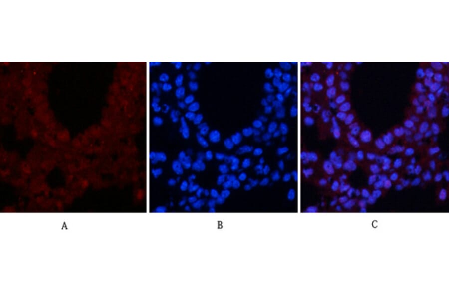 Immunofluorescence - Anti-CREB (phospho Ser133) Antibody (A7053) - Antibodies.com