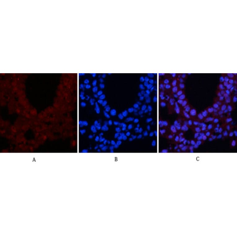 Immunofluorescence - Anti-CREB (phospho Ser133) Antibody (A7053) - Antibodies.com