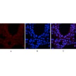 Immunofluorescence - Anti-CREB (phospho Ser133) Antibody (A7053) - Antibodies.com