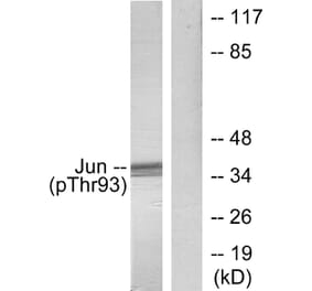 Western Blot - Anti-c-Jun (phospho Thr93) Antibody (A7133) - Antibodies.com